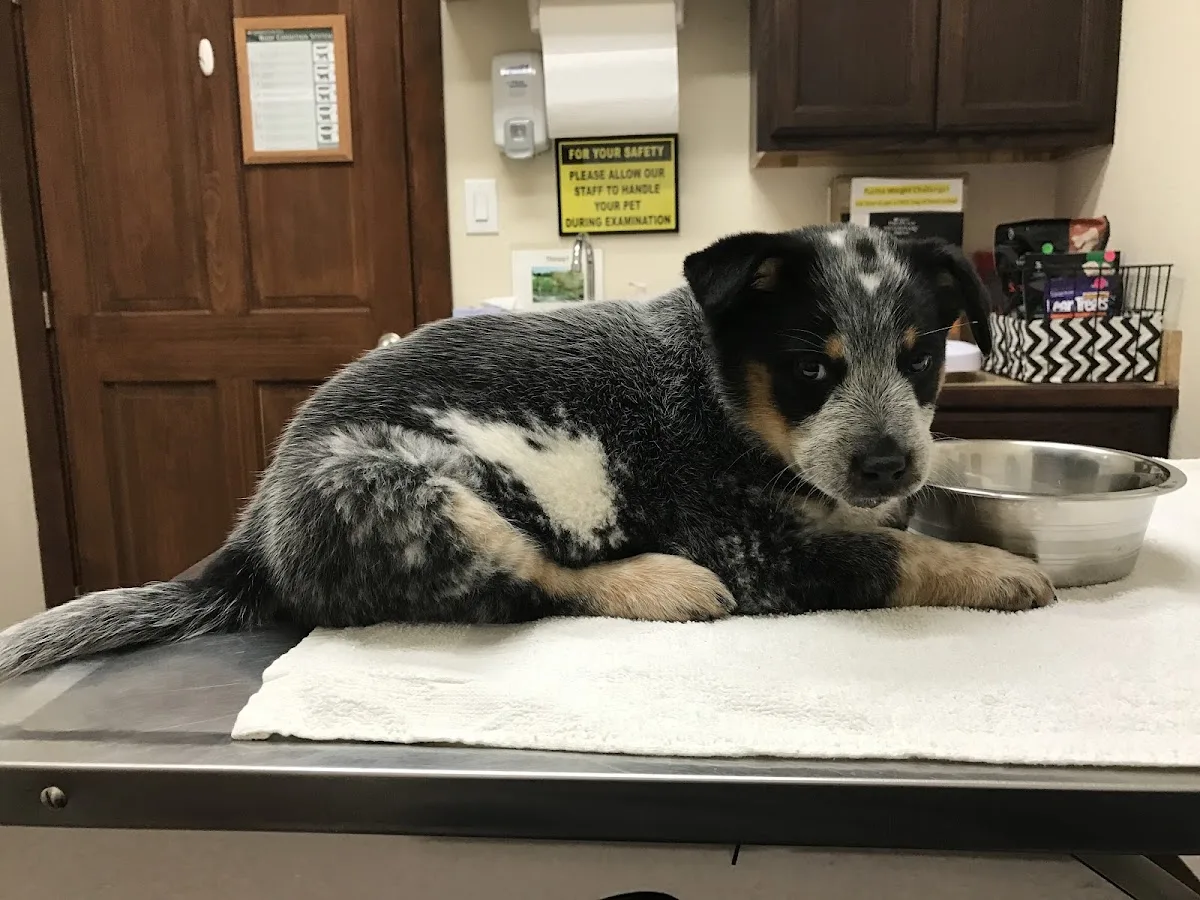 Animal Medical Center of Forney in Forney, TX