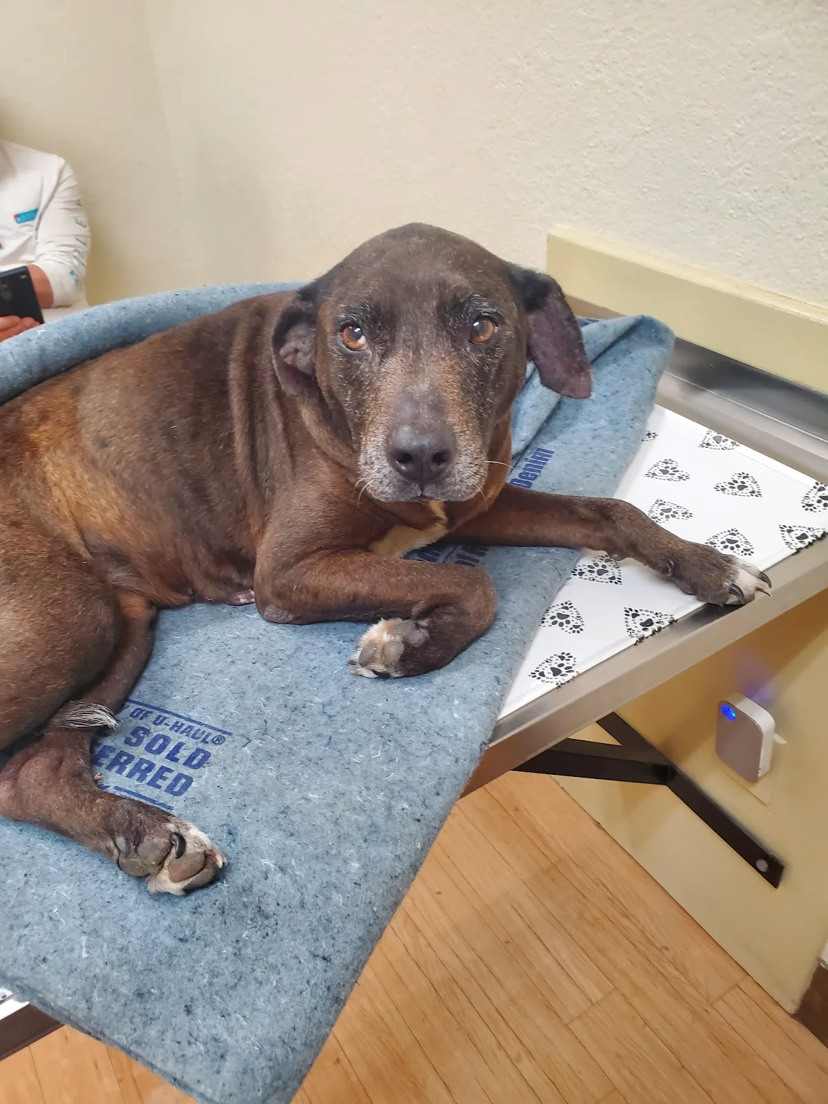 Companion Animal Care Clinic in Forney, TX
