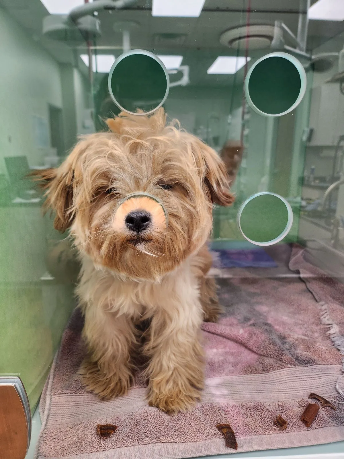 Treasured Pets Veterinary Hospital in Forney, TX