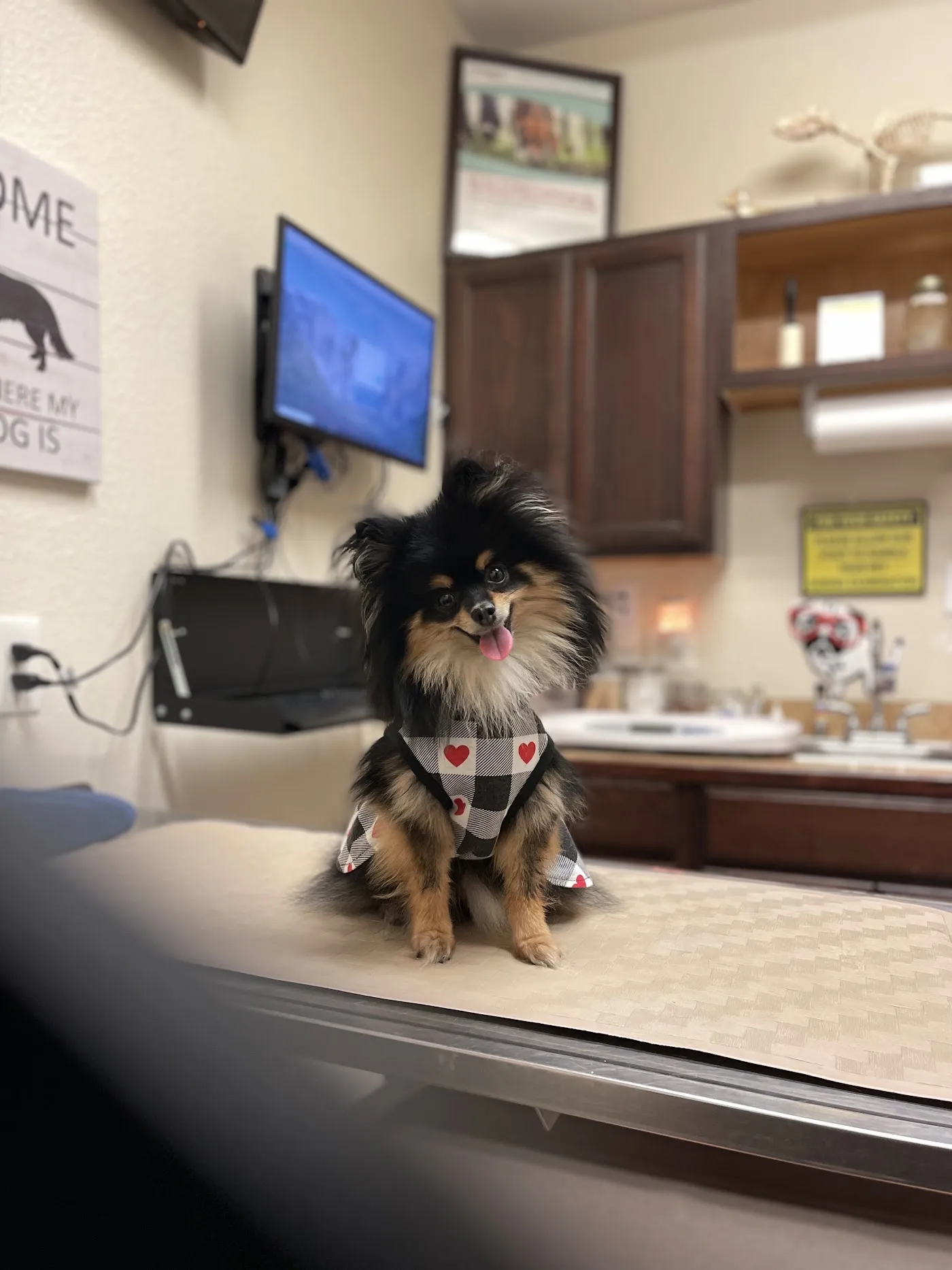 Animal Medical Center of Forney photo