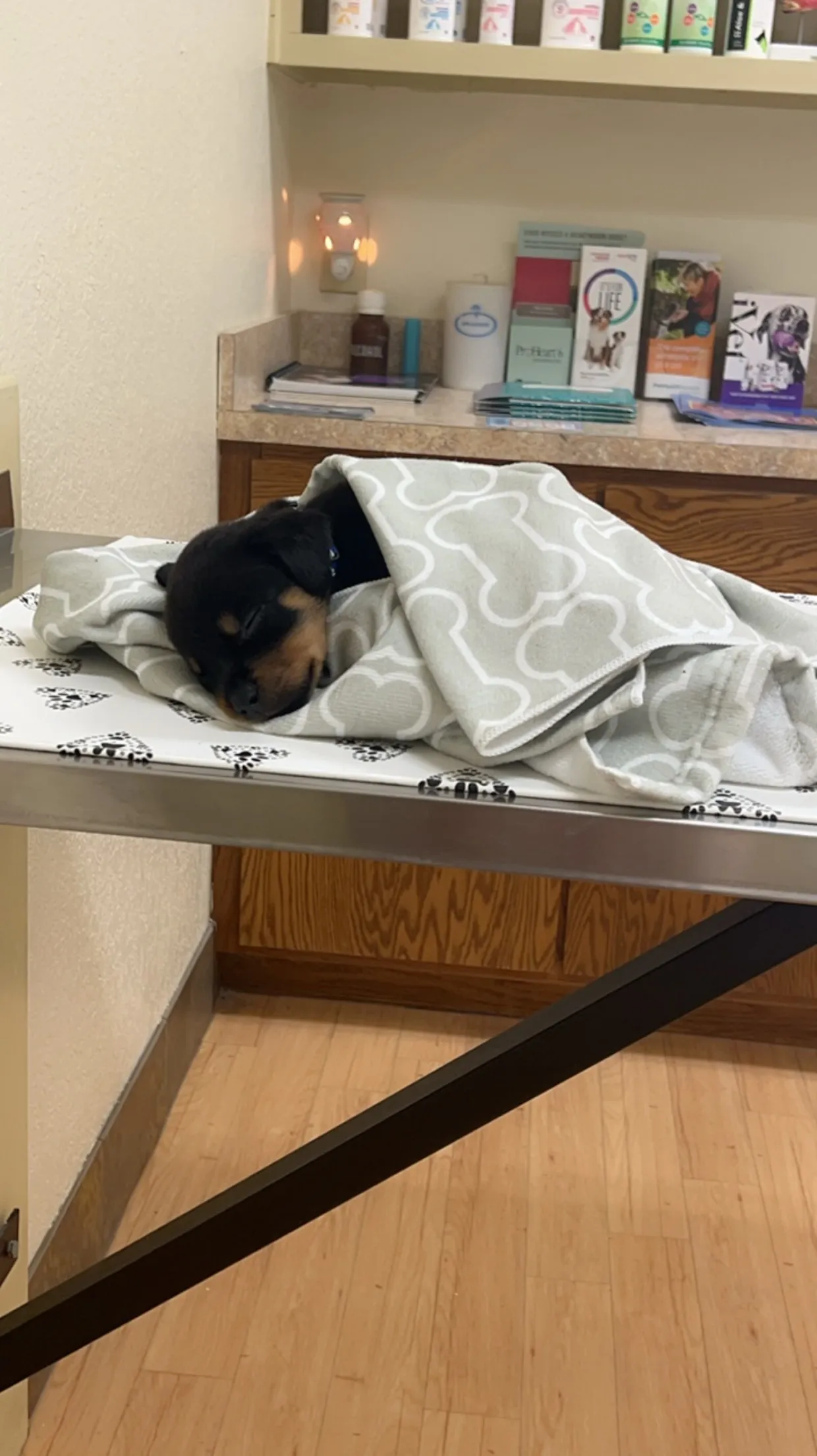 Companion Animal Care Clinic photo