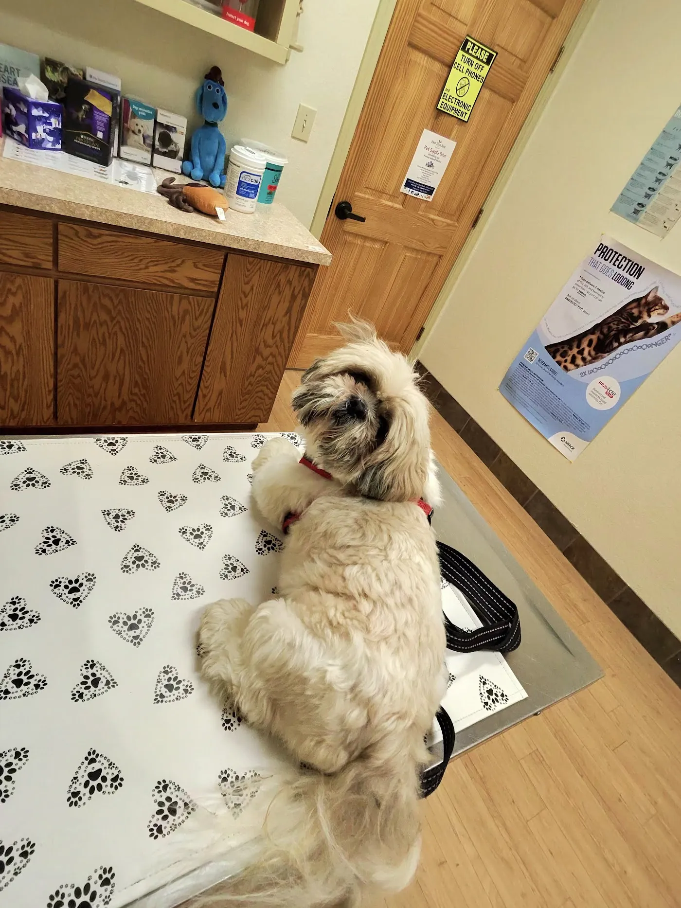 Companion Animal Care Clinic photo