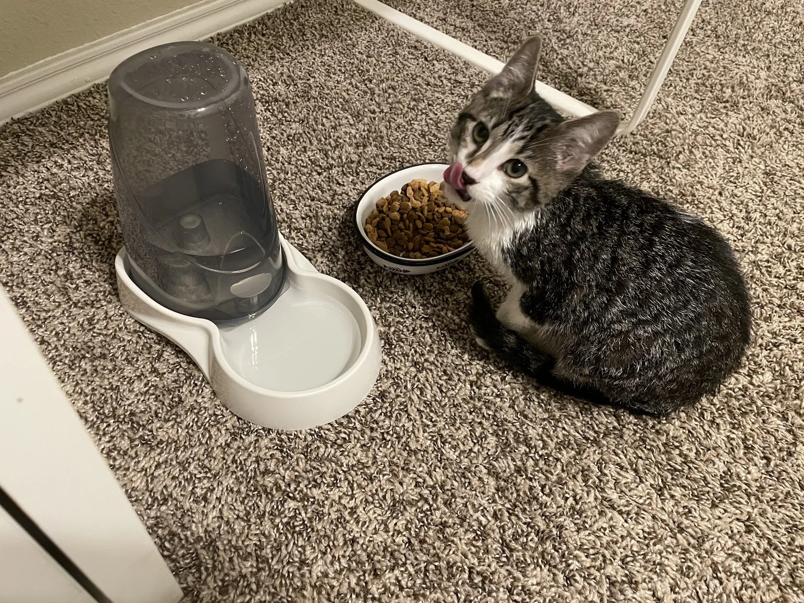 Forney Animal Shelter