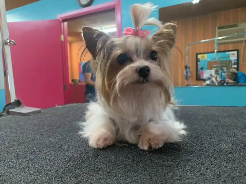 Forney Pet Spa photo