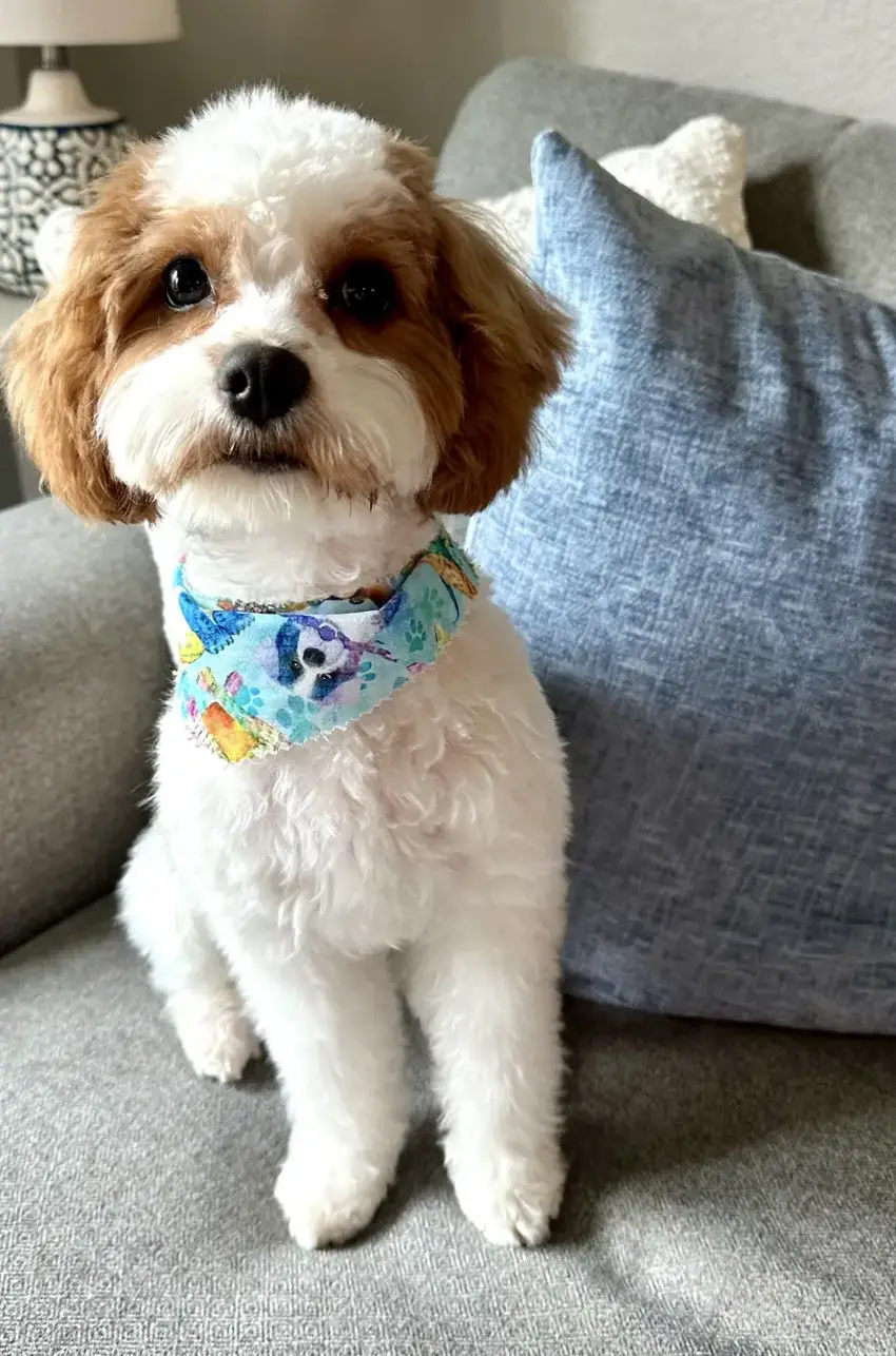Forney Pet Spa photo