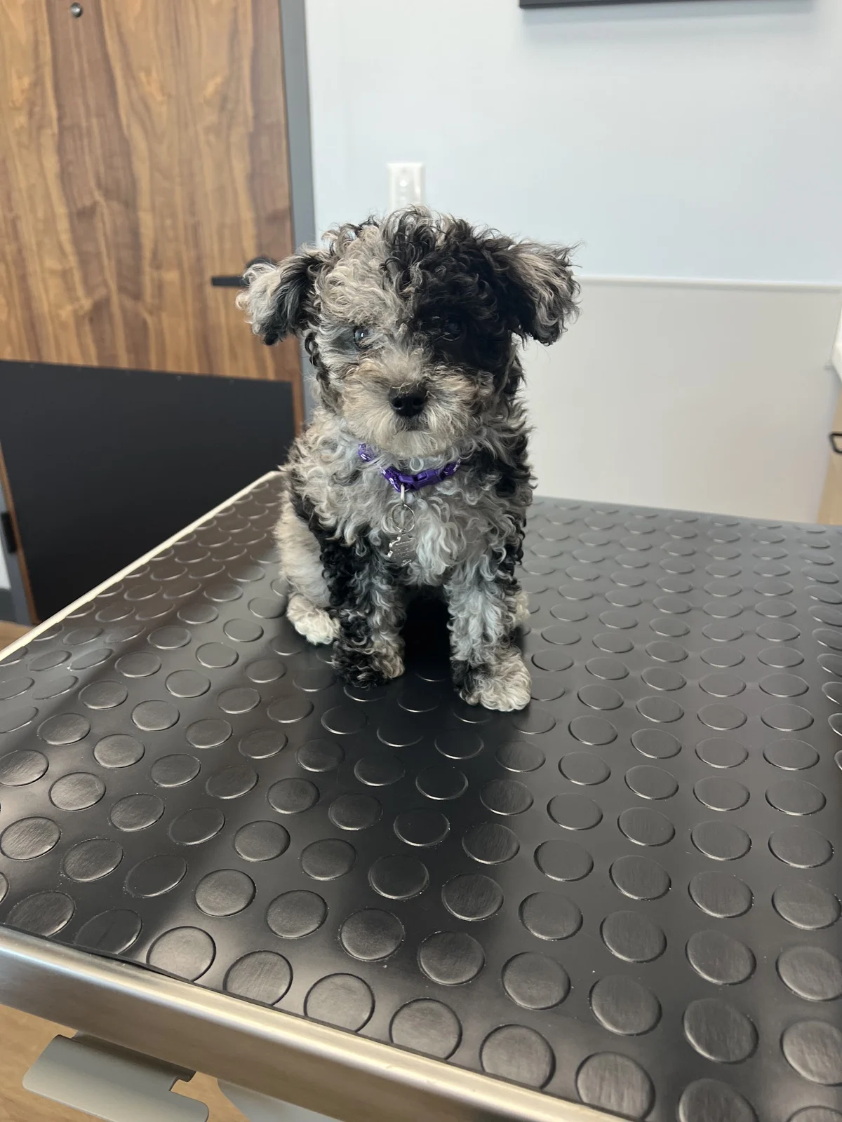 Livewell Animal Hospital photo
