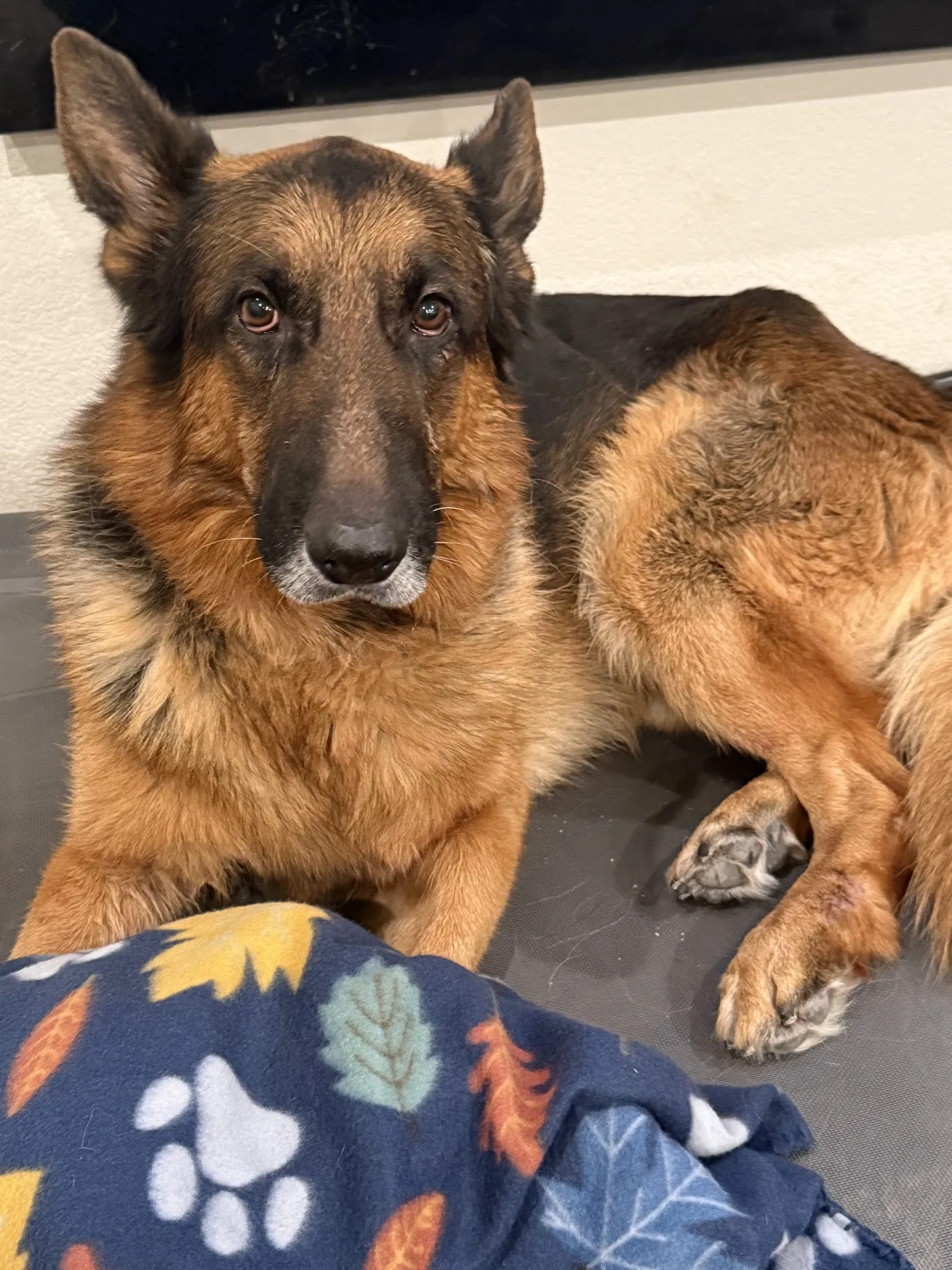 Stone Creek Veterinary Hospital photo