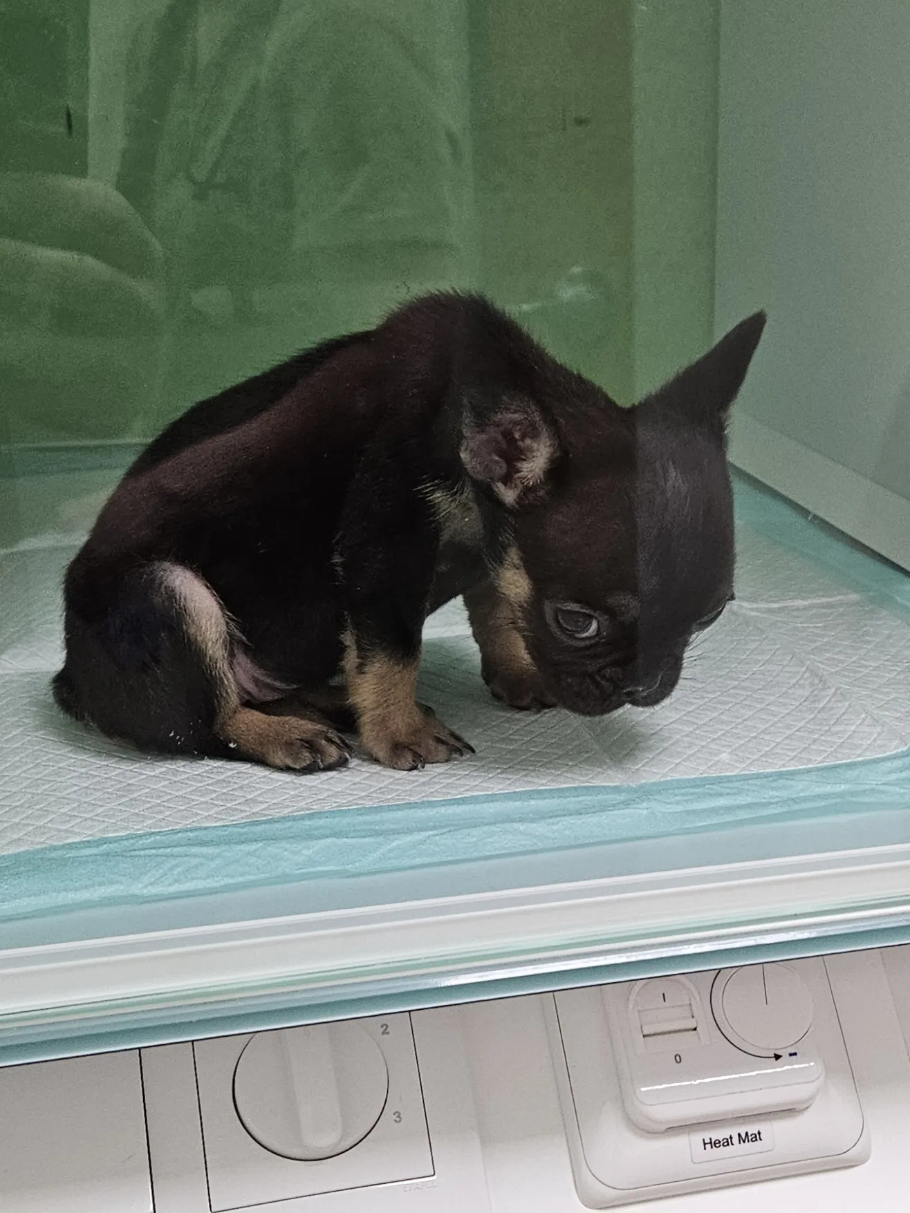 Treasured Pets Veterinary Hospital photo