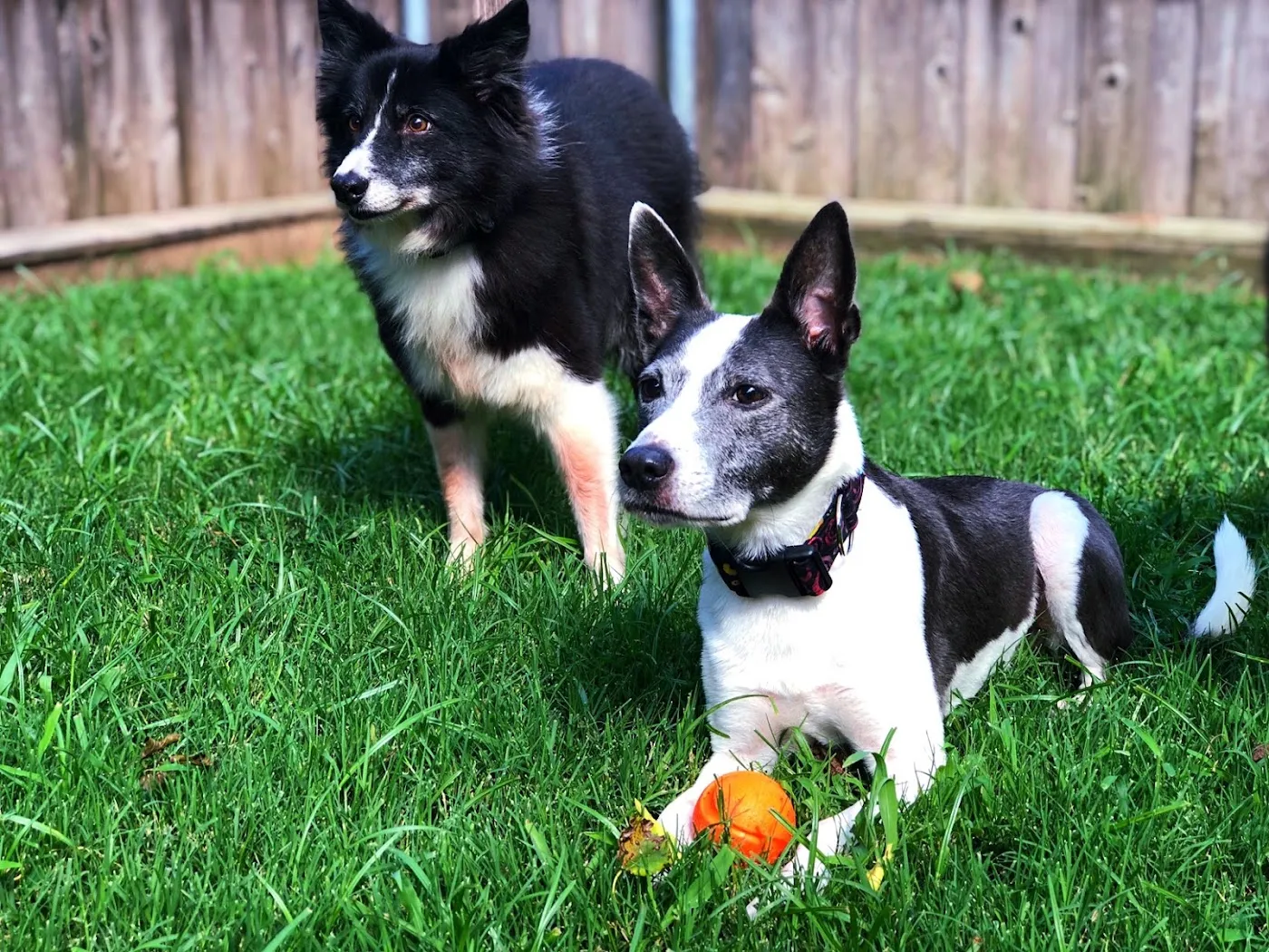 Wag & Scoop