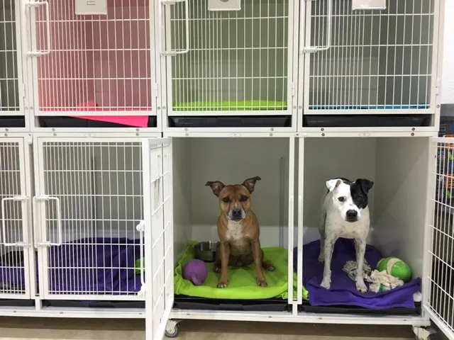 Wag & Scoop photo